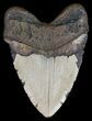 Bargain, Megalodon Tooth - North Carolina #54788-2